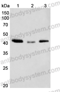 Anti-Plant Actin Monoclonal Antibody (1A494)